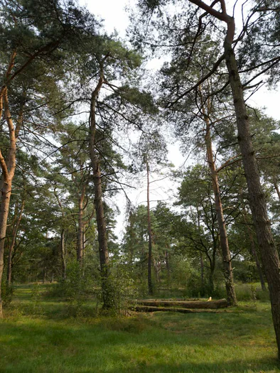 De Hoge Rielen, Kasterlee (Belgium)